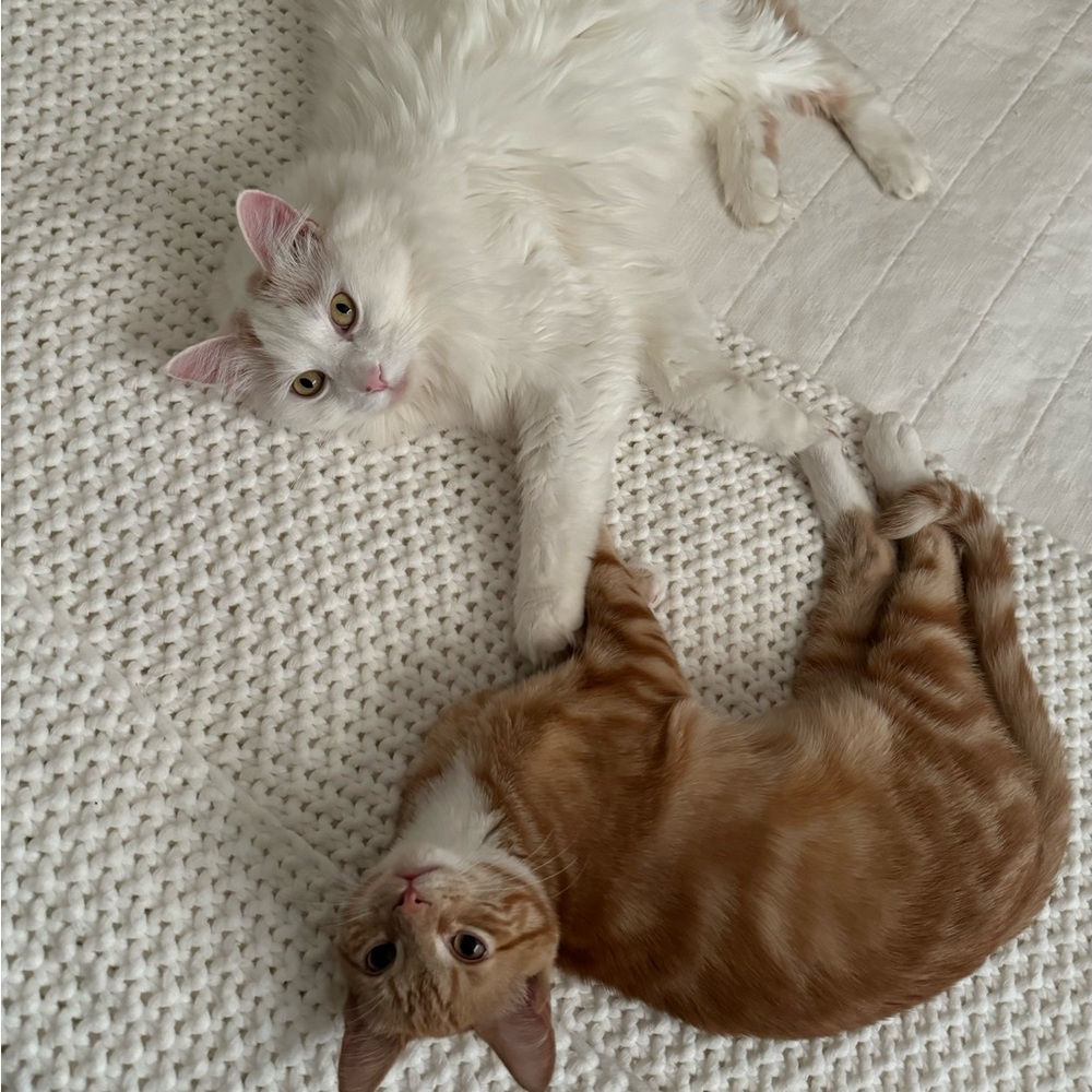 Meet your Posher, Sarah